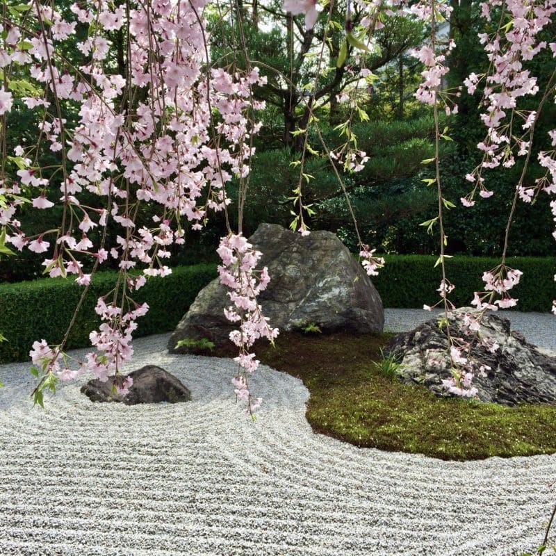 Zen and Sakura